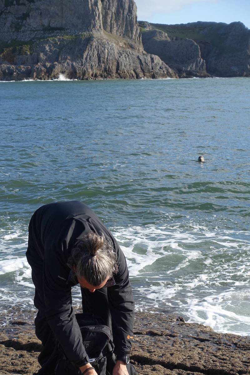 Memorable Gower holiday close to nature Gower seals